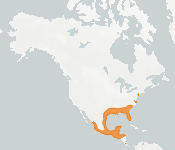 distribution map thumnbnail for Northern Yellow Bat (Lasiurus intermedius)