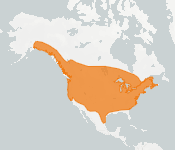 distribution map thumnbnail for Silver-haired Bat (Lasionycteris noctivagans)