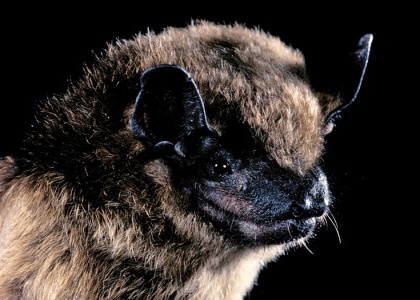 species photo for Big Brown Bat (Eptesicus fuscus)
