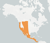 distribution map thumnbnail for Western Red Bat (Lasiurus frantzii)
