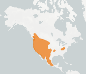 distribution map thumnbnail for Townsend's Big-eared Bat (Corynorhinus townsendii)