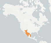 distribution map thumnbnail for Southwestern Myotis (Myotis auriculus)
