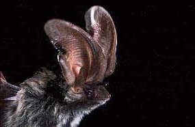 species photo for Allen's Big-eared Bat (Idionycteris phyllotis)