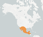 distribution map thumnbnail for Ghost-faced Bat (Mormoops megalophylla)