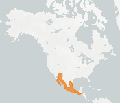 distribution map thumnbnail for Lesser Long-nosed Bat (Leptonycteris yerbabuenae)